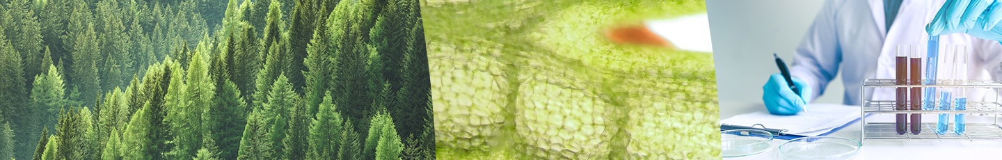 Dut - Génie Biologique Parcours Sciences De L'environnement Et écotechnologies